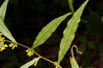 Wreath goldenrod